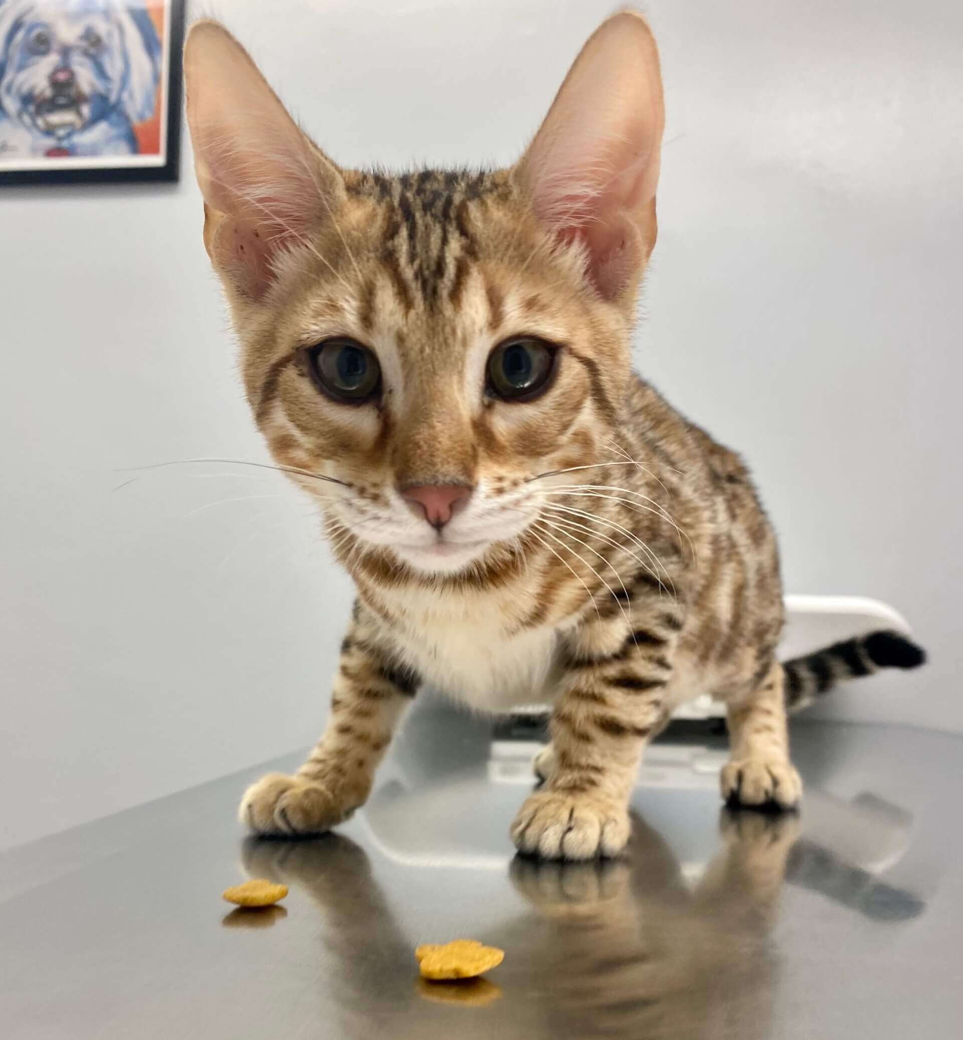 Cat on Exam Table