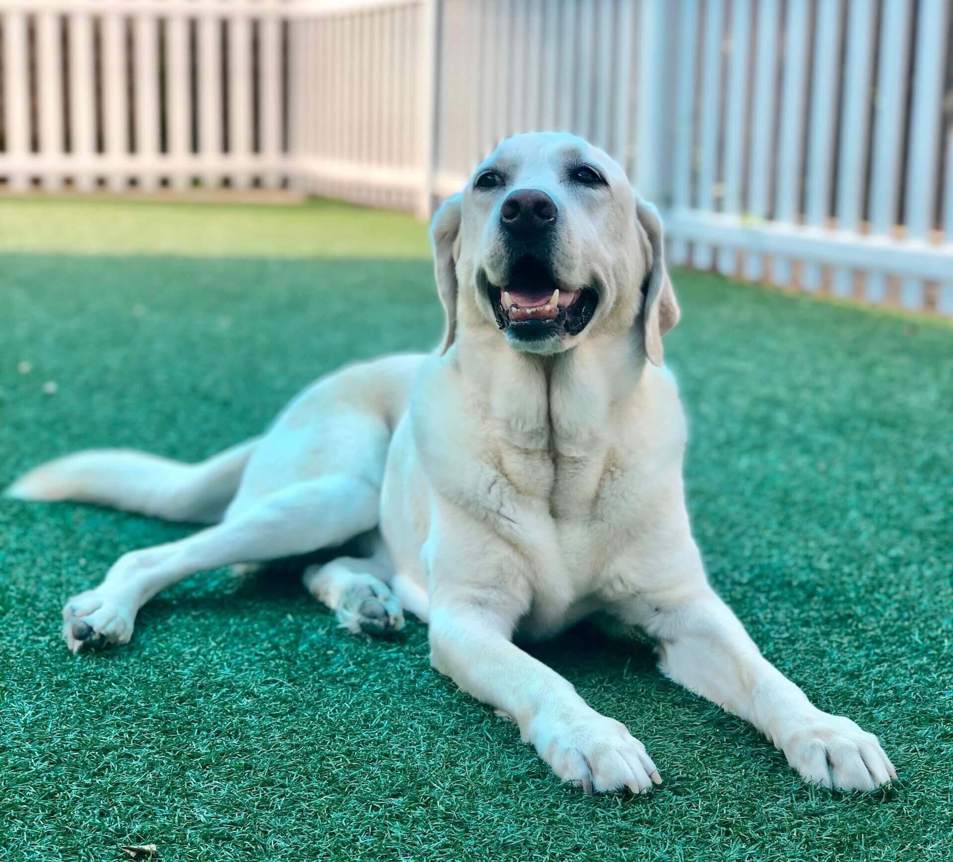 Dog in grass