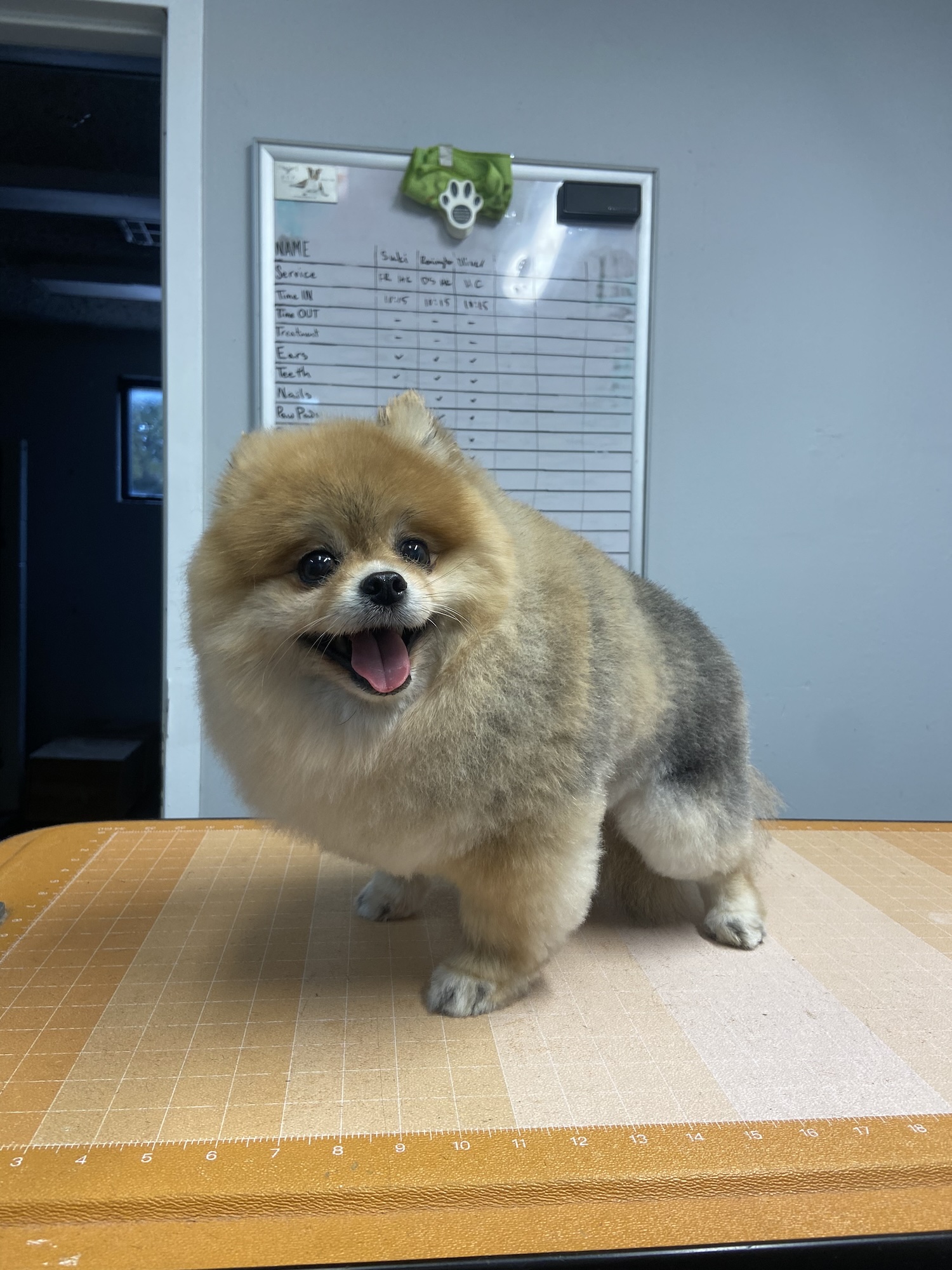 Pomeranian Post Groom