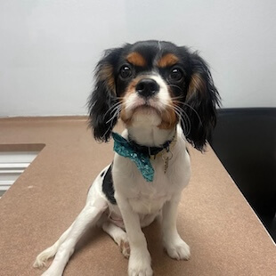 Dog Services in Houston