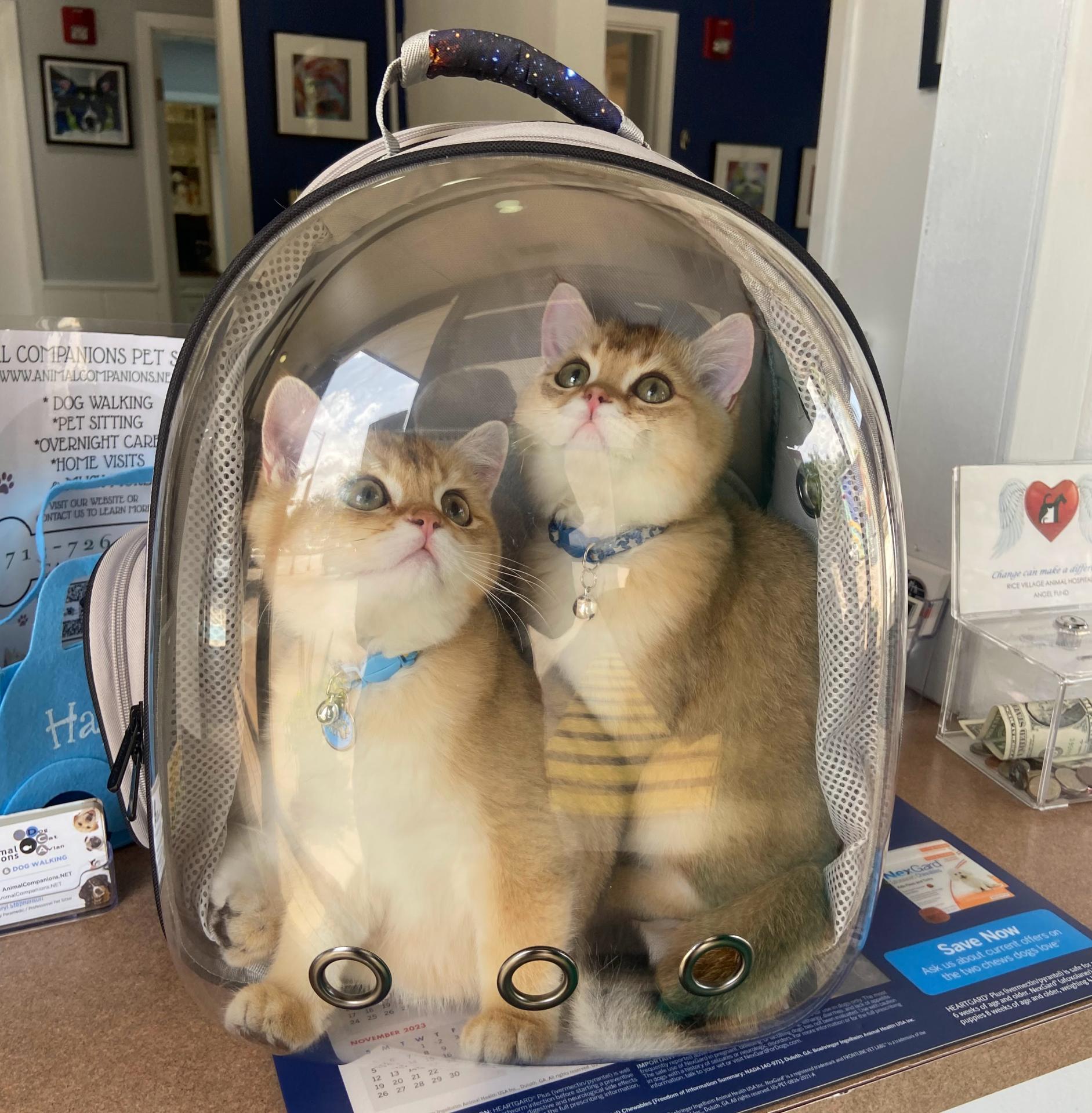 Two cats