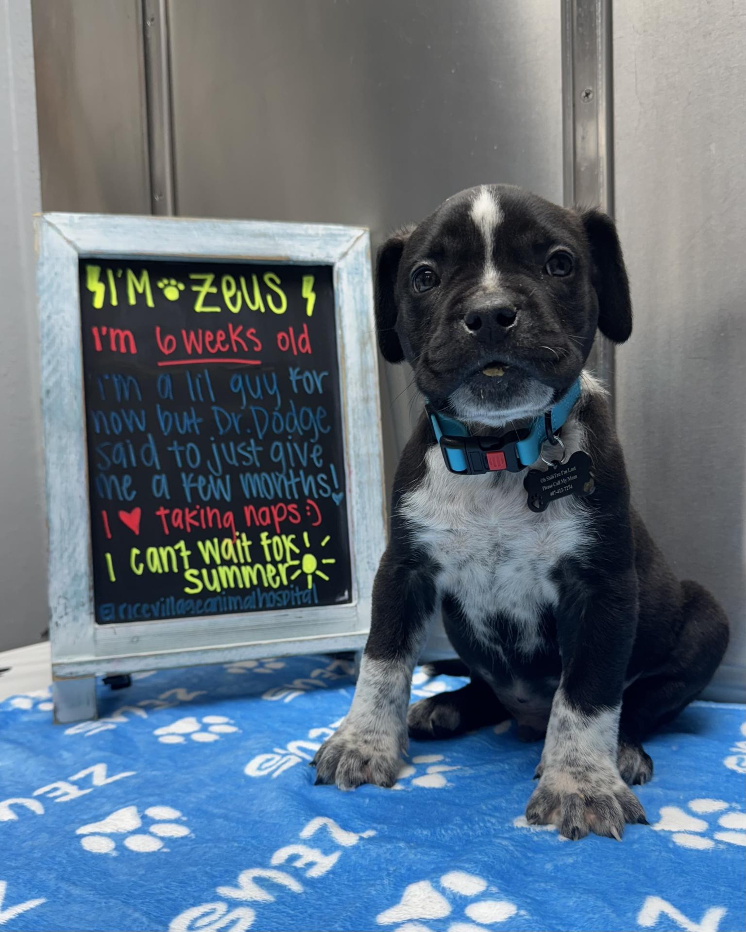 Puppy 2 