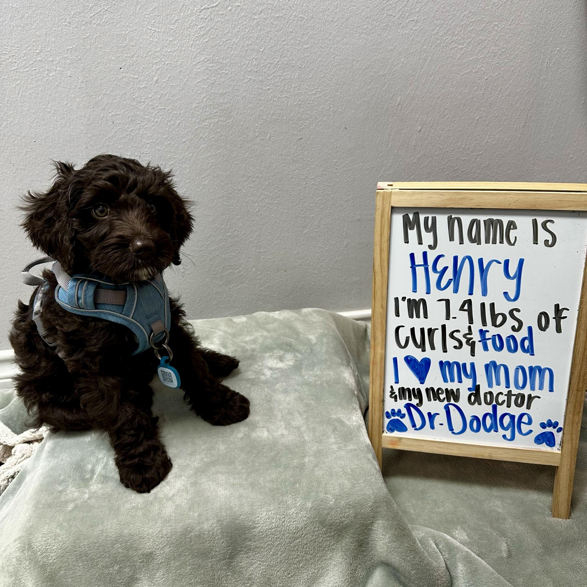 Puppy 