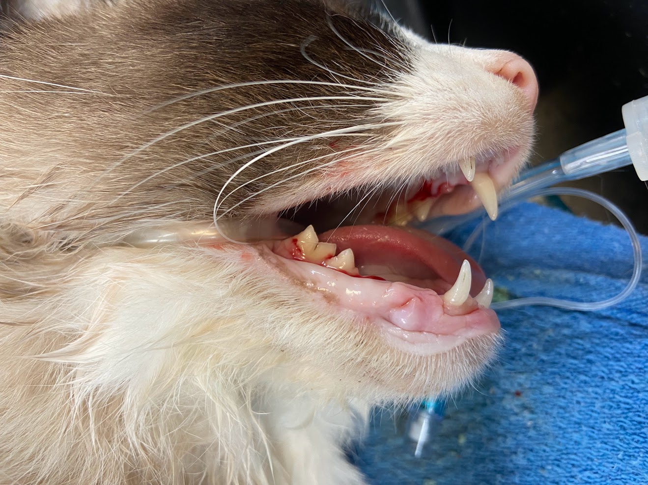 Image of cat's teeth