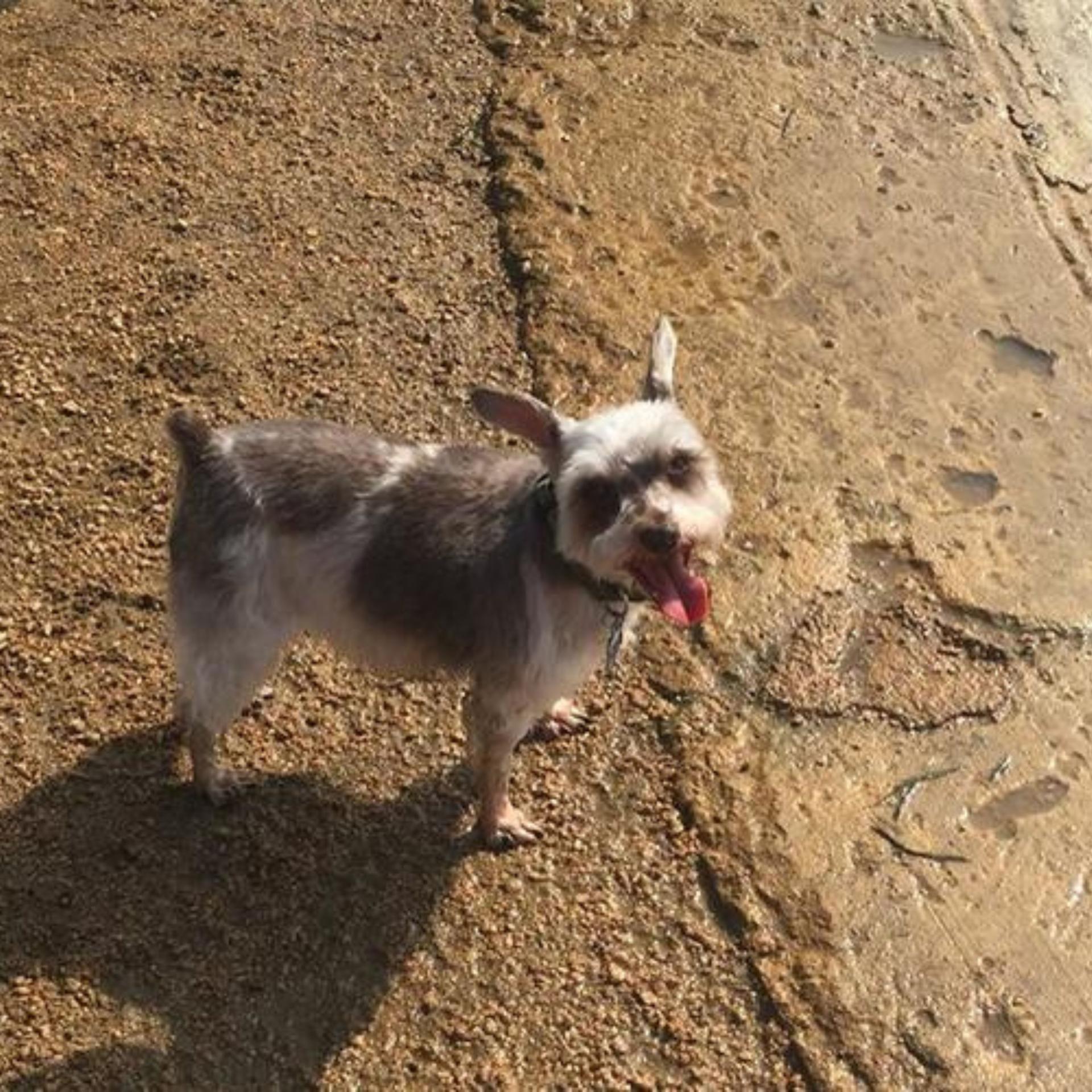 Danny Jackson Family Bark Park