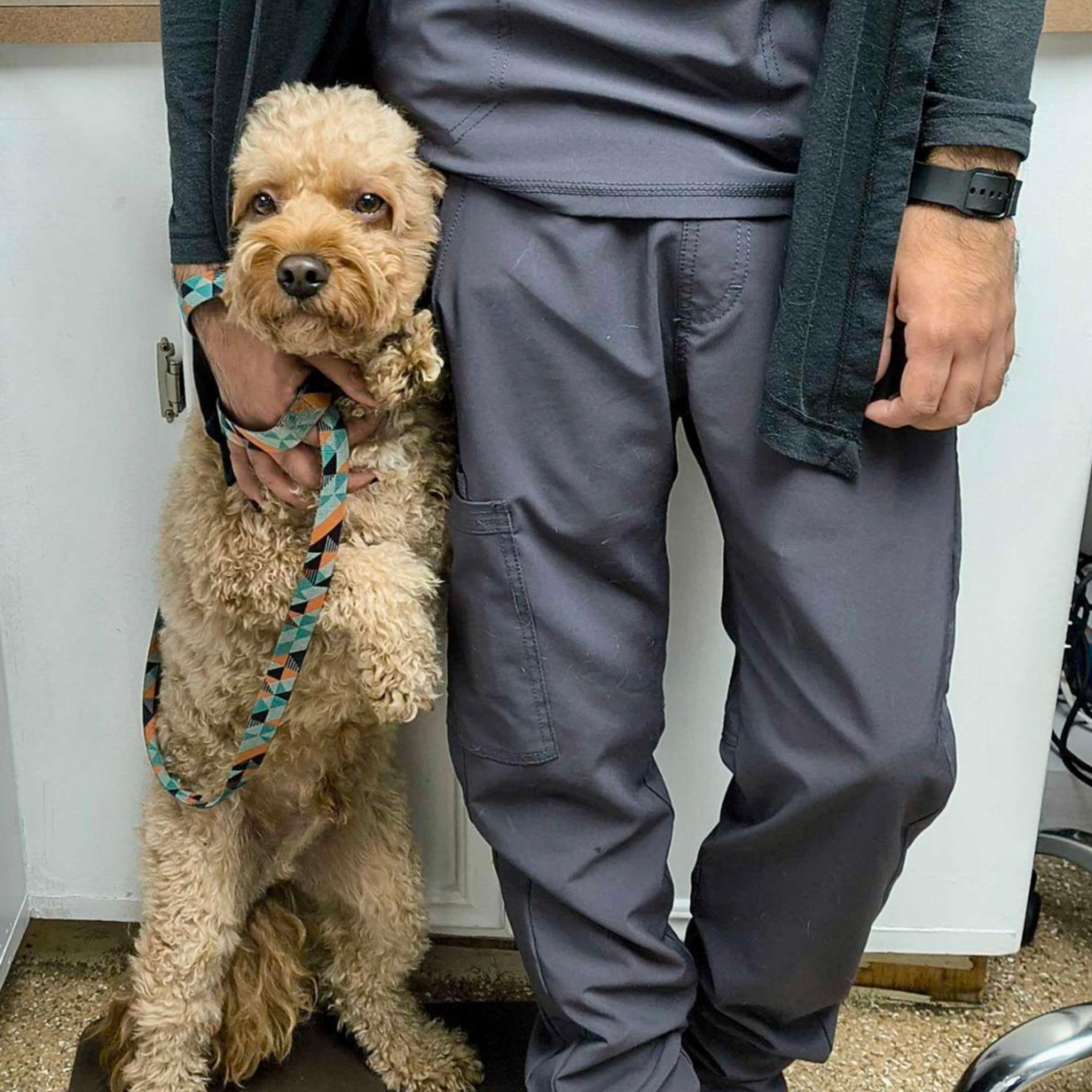 Wellness Care for Your Pets