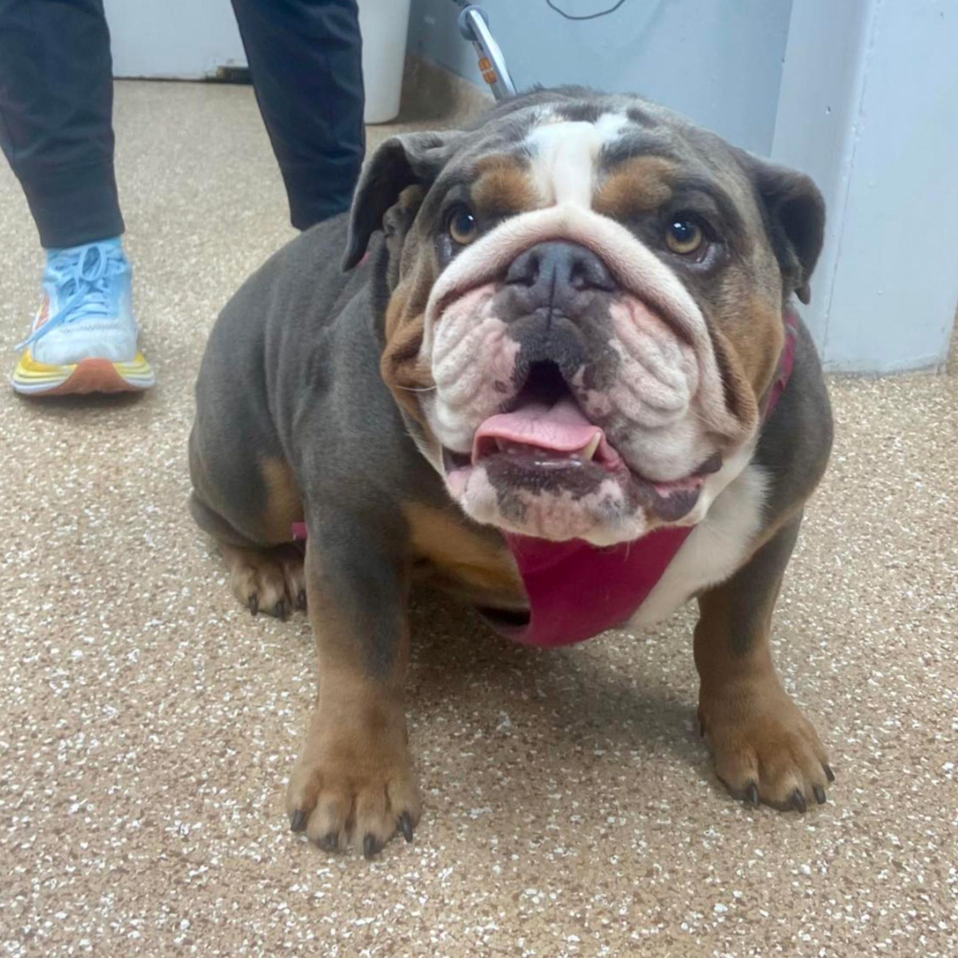 Dog Lab Work in Houston