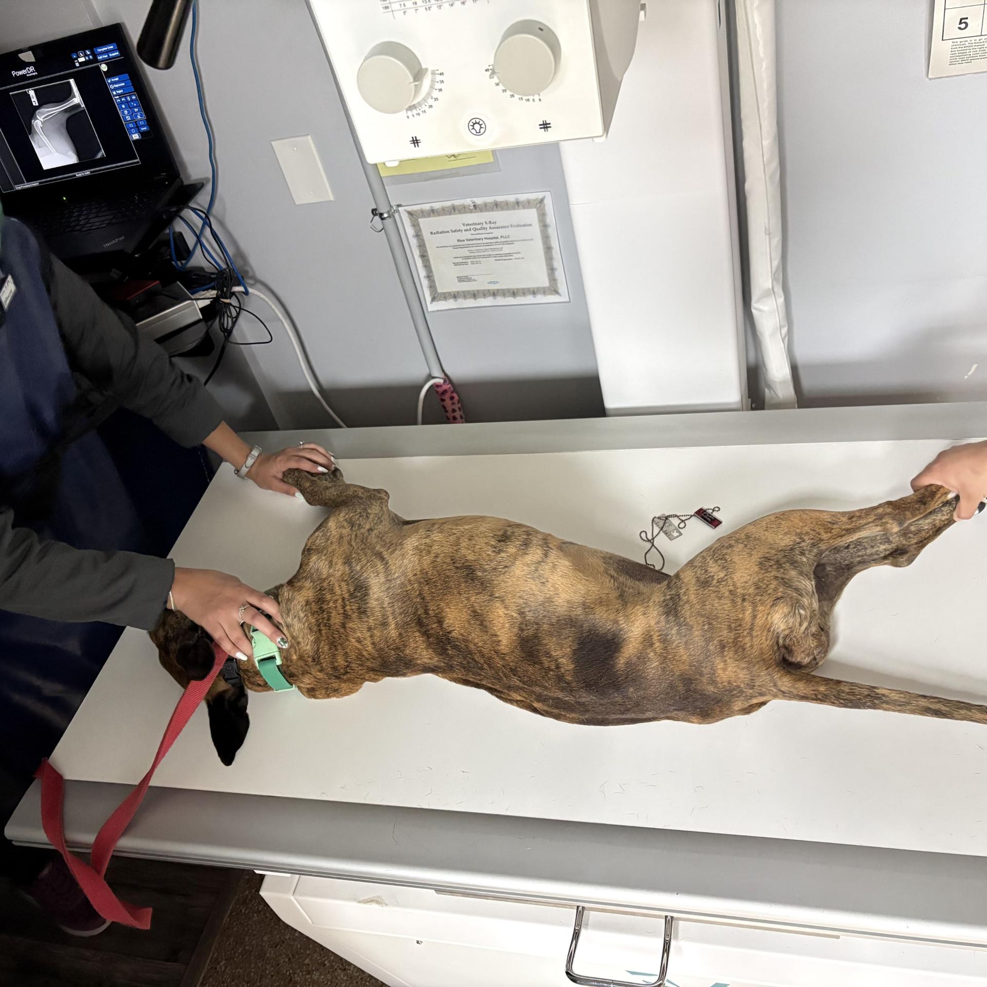 Radiology & Electrocardiography