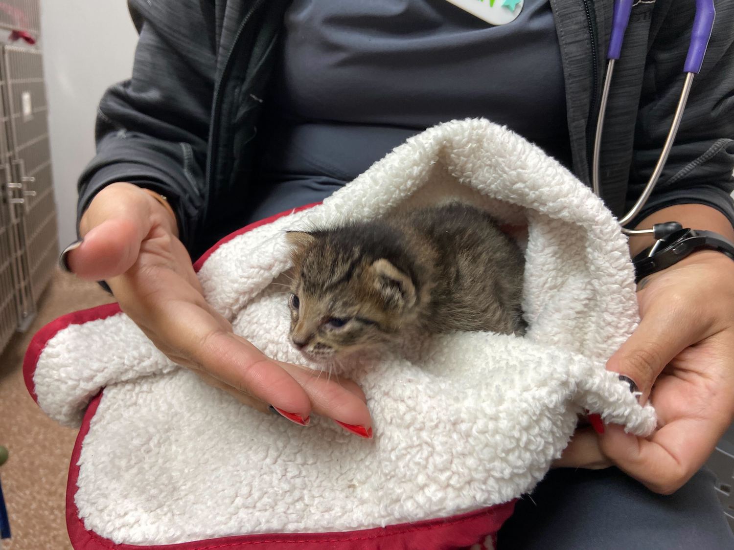 Rice Village Veterinarian Kitten