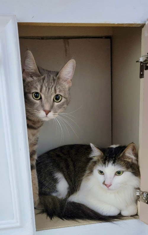 Two cats together