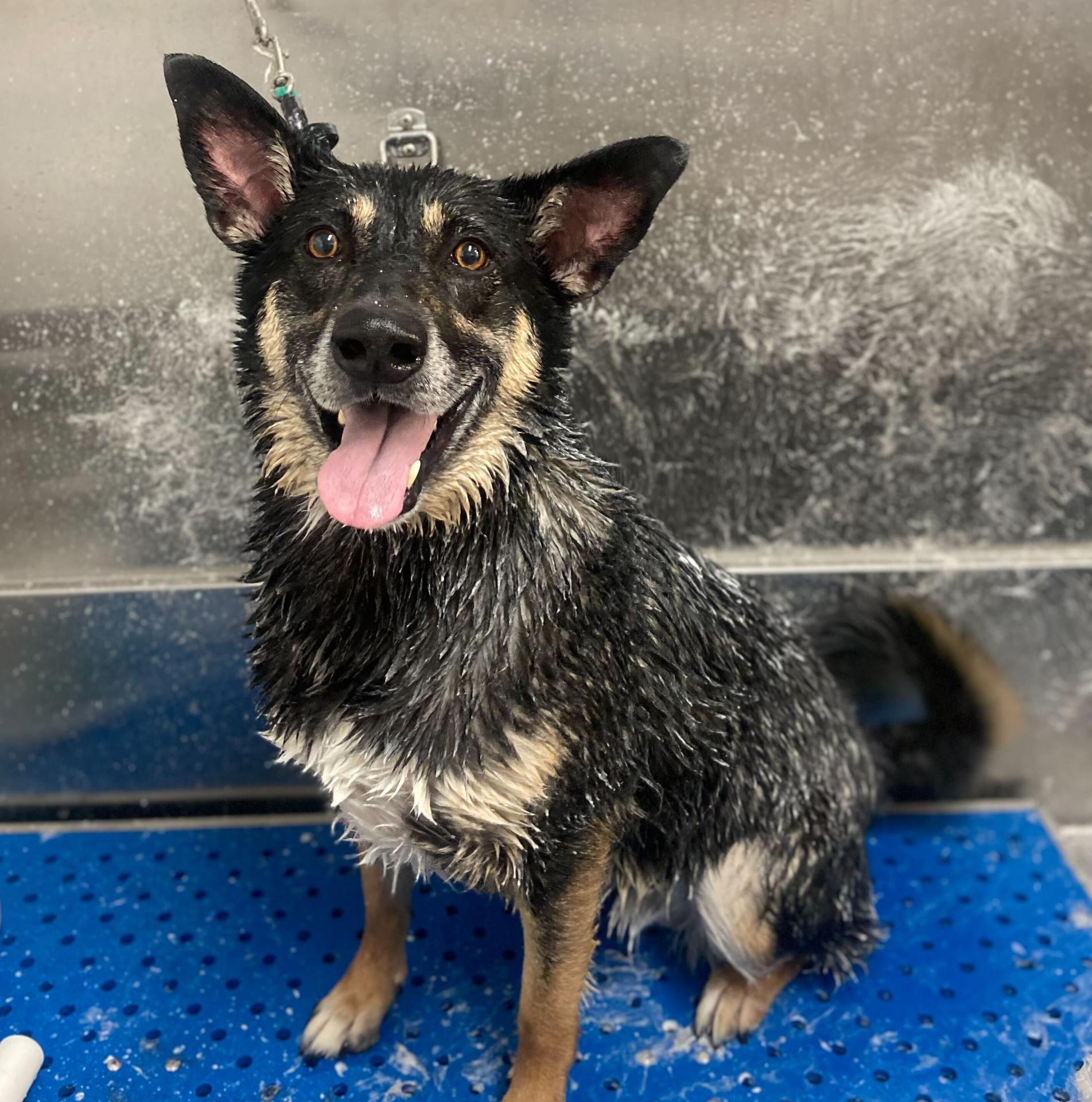 Black Dog in the bath