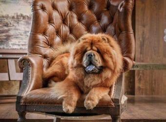 5 Dog Breeds That Can Be Challenging for New Pet Owners