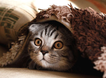 How to Help Your Introverted Cat When You Have Guests Over