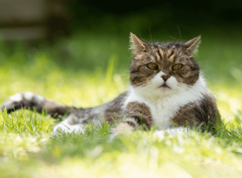 How to Transition an Outdoor Cat to an Indoor-Only Cat