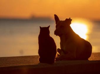 How to Know When It Is Time to Say Goodbye: Thoughts on Euthanasia