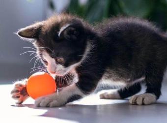Kittens Are Crazy: Here’s How to Stay Sane!