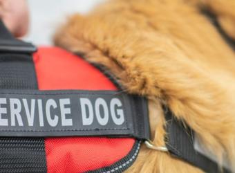 Honoring Our Canine Helpers for National Service Dog Month