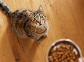 Optimizing Feline Health with Every Bite: A Doctor’s Discussion on the Nutritional Needs Through a Cat's Life