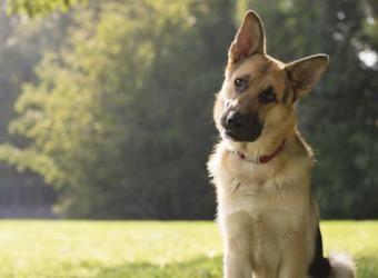 Osteosarcoma in Dogs: Signs, Treatment, and What Owners Need to Know