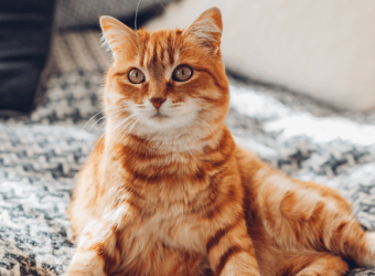 Diabetes In Dogs And Cats