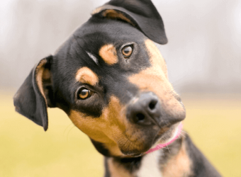 You Got Your Pet’s DNA Test Results… Now What?