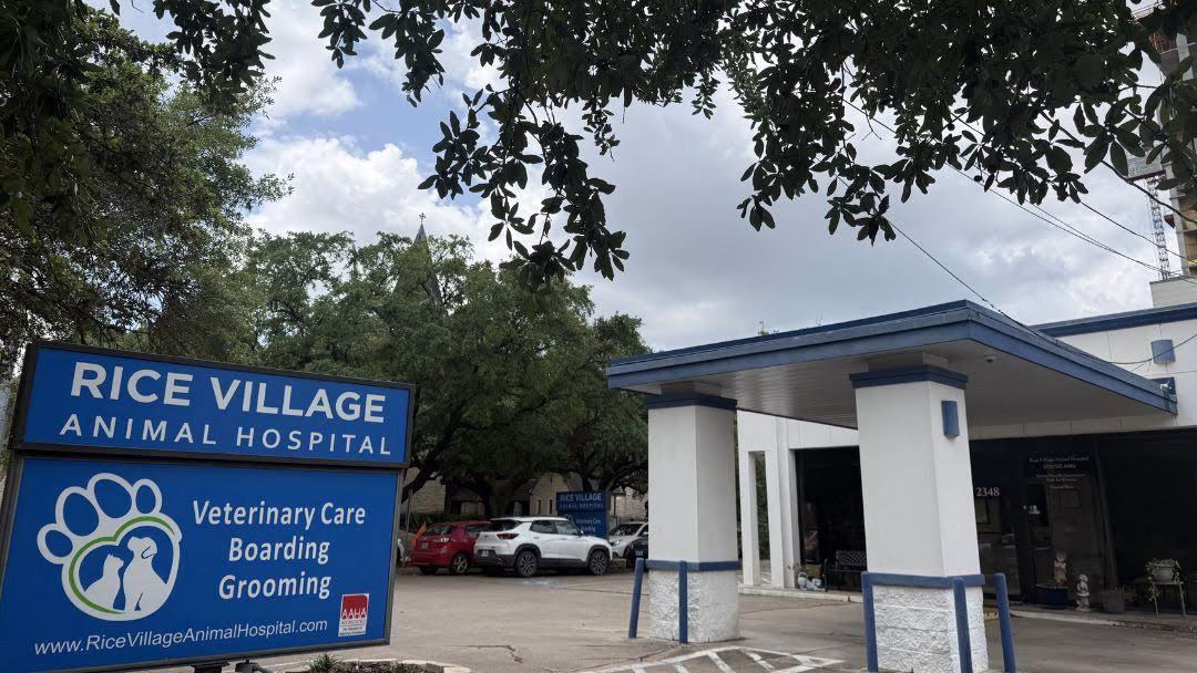 Veterinarian in Houston, TX
